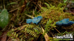 Mount Tambuyukon Expedition  